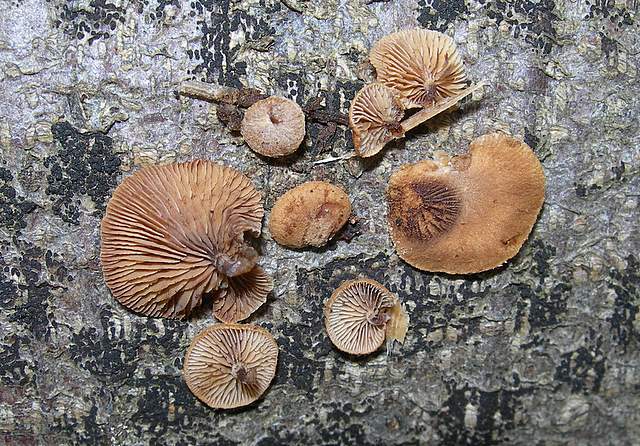 Nel  Regno  della  Jurana